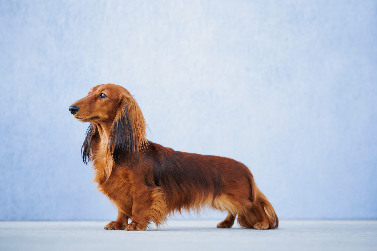 Un teckel nain couché sur un coussin posé contre un mur de salon, lumière douce de fin d'après-midi entrant par une fenêtre latérale, plan rapproché à hauteur du chien.