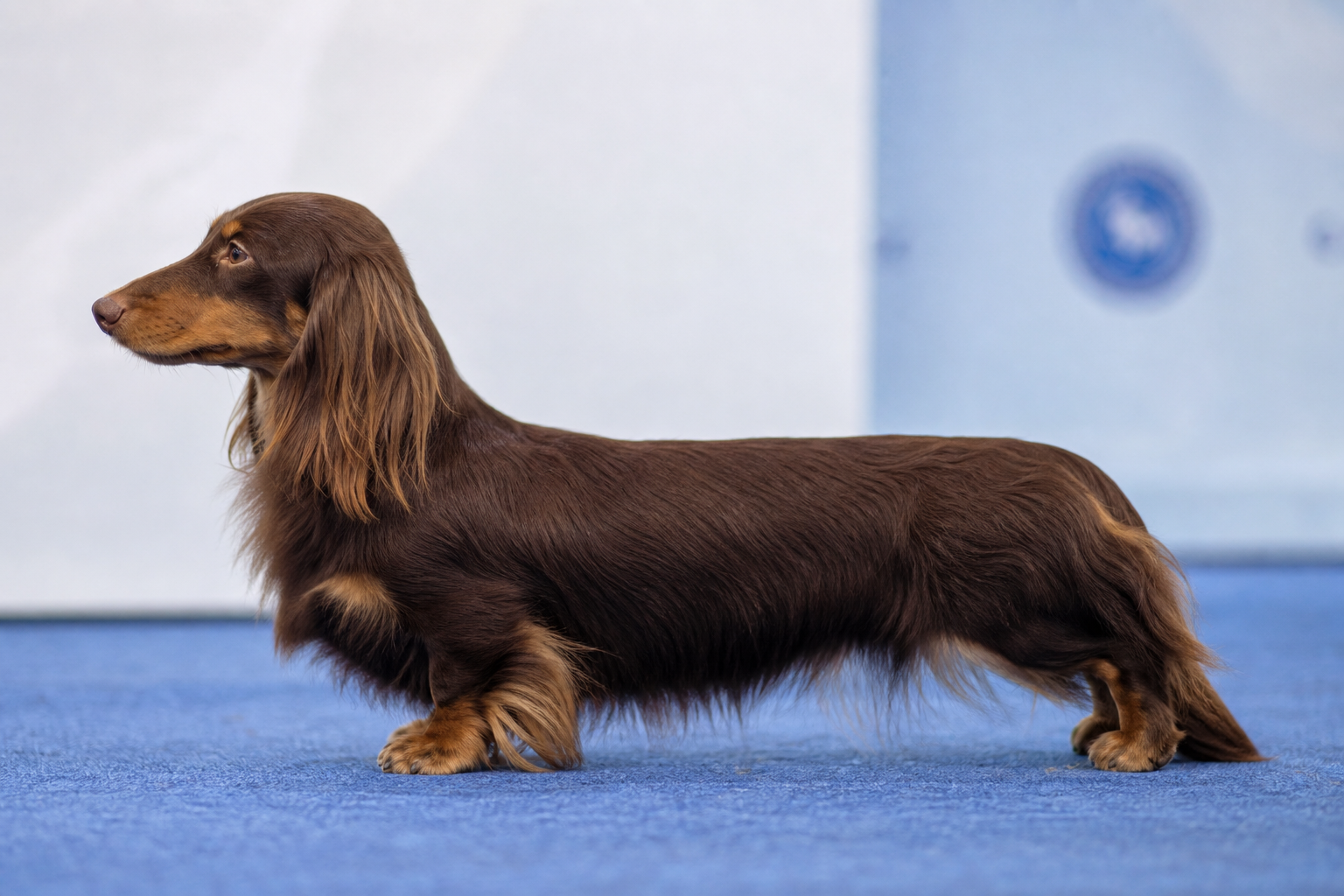 Un teckel nain debout sur un parquet clair près d'une laisse posée au sol, lumière naturelle latérale venant d'une fenêtre, cadrage à hauteur de chien.